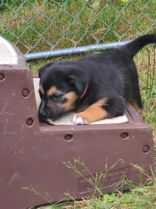 chinook dog